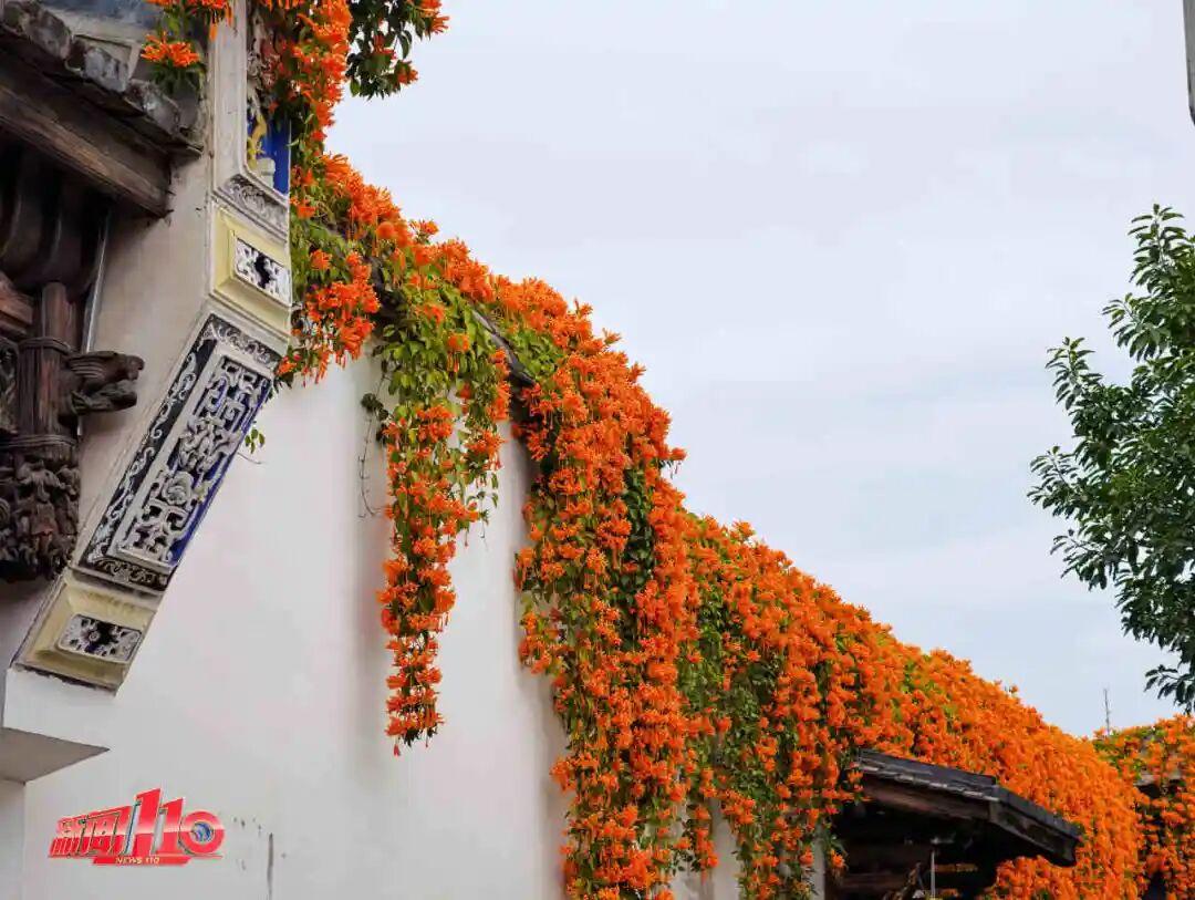 福州新春赏花指南！小年到，炮仗花、梅花花期地点全知道(图4)