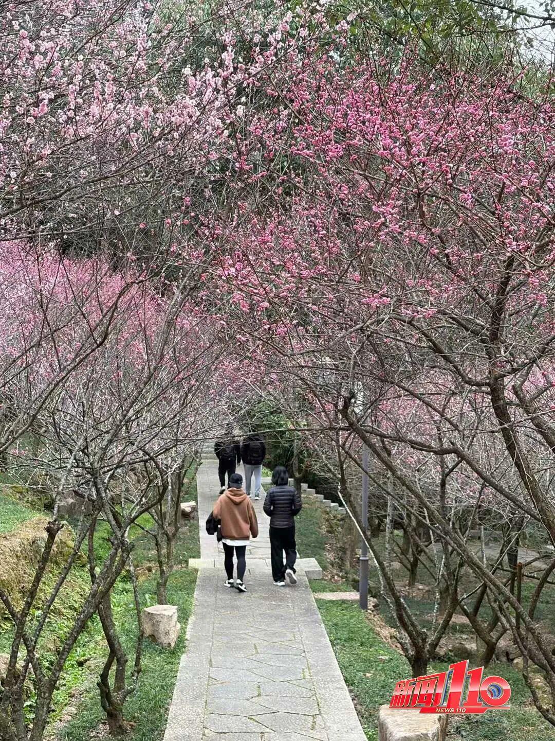 福州新春赏花指南！小年到，炮仗花、梅花花期地点全知道(图8)