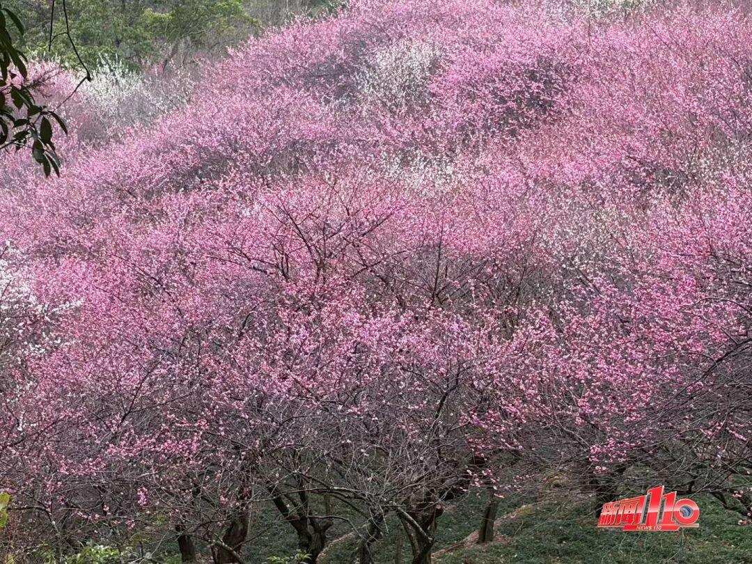 福州新春赏花指南！小年到，炮仗花、梅花花期地点全知道(图9)