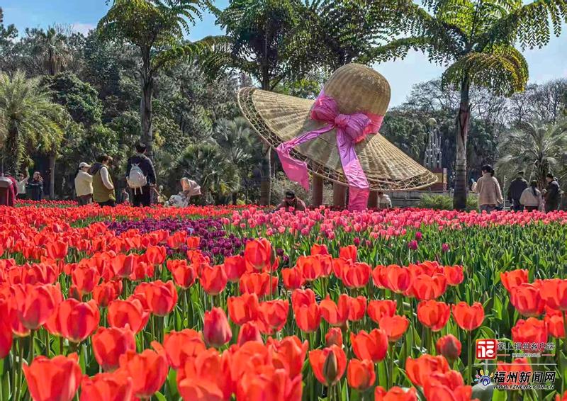 福州植物园春节大郁金香展，赏七彩花海与特色榕马(图1)