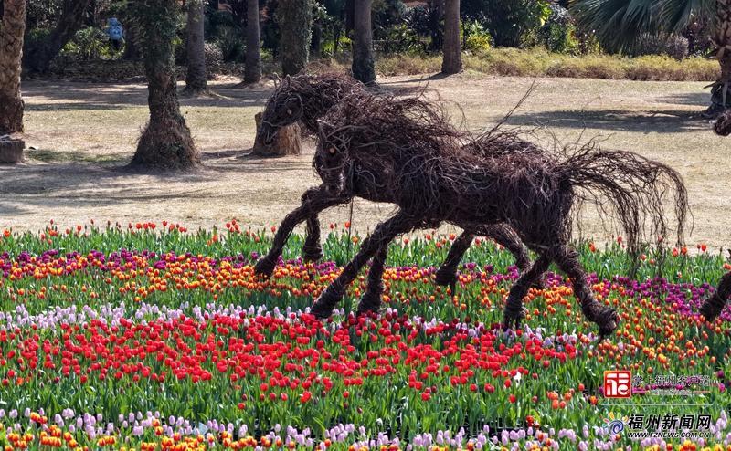 福州植物园春节大郁金香展，赏七彩花海与特色榕马(图3)