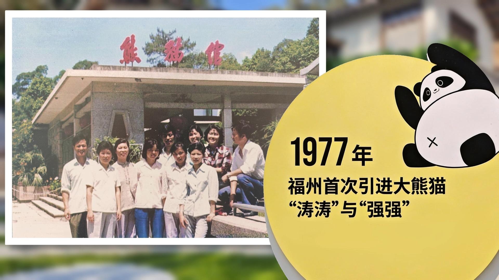 福州熊猫世界：49年大熊猫保护历程，承载城市温暖记忆(图1)