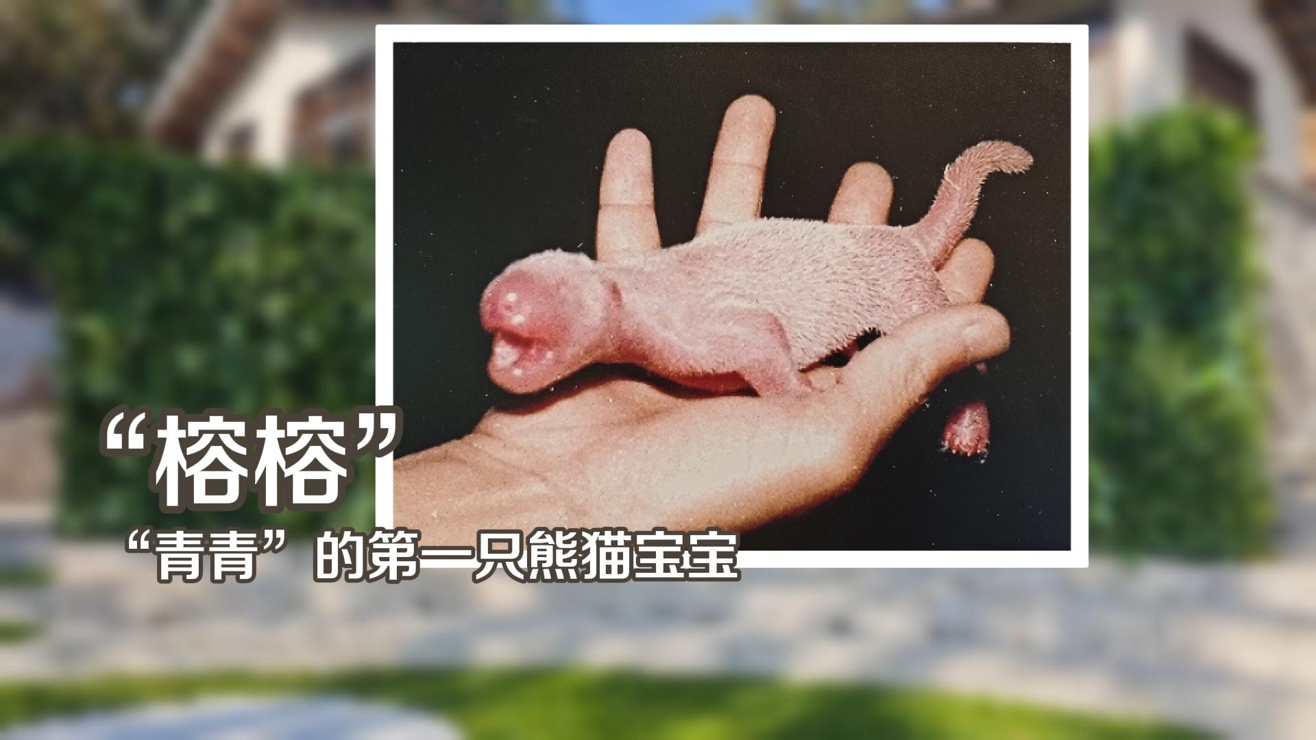 福州熊猫世界：49年大熊猫保护历程，承载城市温暖记忆(图2)