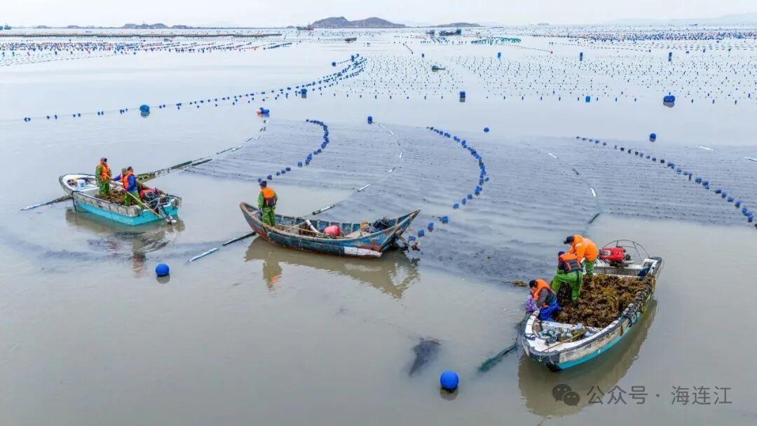 福州连江海带苗鲜嫩上市！低脂高纤超鲜美，速来尝鲜(图1)