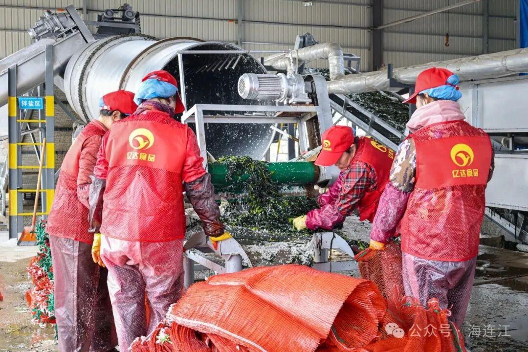 福州连江海带苗鲜嫩上市！低脂高纤超鲜美，速来尝鲜(图5)