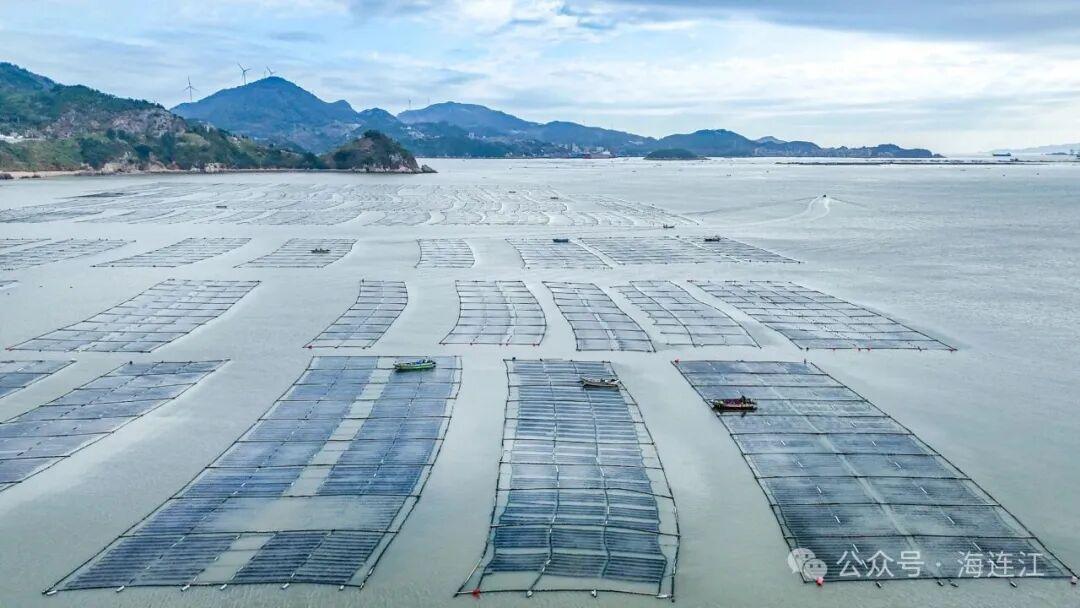 福州连江海带苗鲜嫩上市！低脂高纤超鲜美，速来尝鲜(图8)