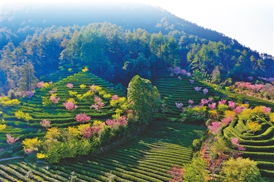 南平科技特派员：法规助力，从政策推动迈向法治保障(图3)